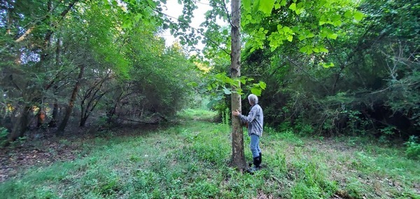 Gretchen and her sycamore tree