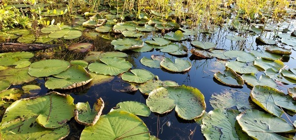 3D lily pads