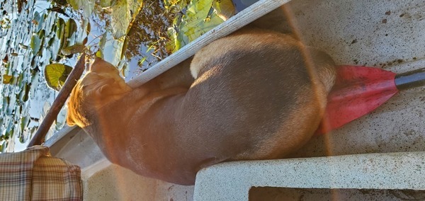 [Brown Dog with head on boat]