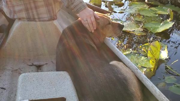 [Movie: Brown Dog in boat, Yellow Dog at shore (64M)]