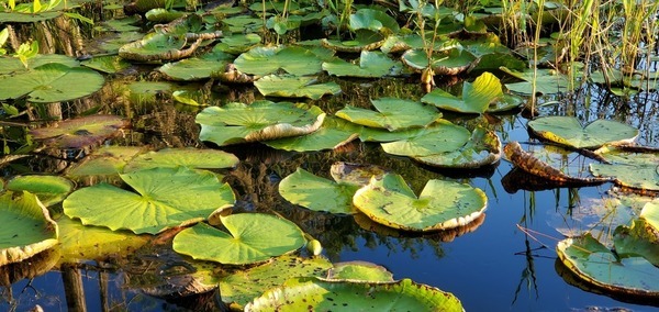 [Glowing lily pads]