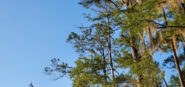 In that pine tree