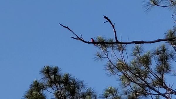 Movie: Red tanager in slash pine tree (8.7M)