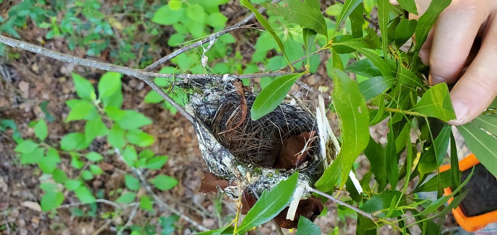 Bigger than a hummingbird nest