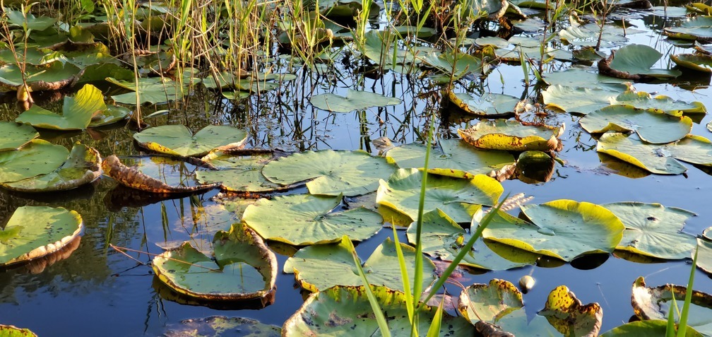 More lily pads