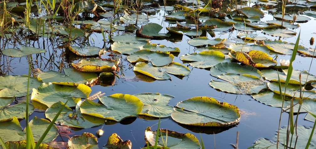 Lilies closed for the day