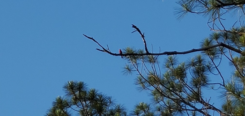 Red tanager