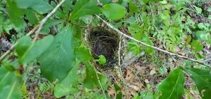 [Another nest, near the pond]