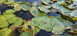 [Lily pads]