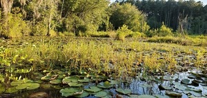 [Lily pads in front of beaver dam]