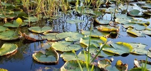 [More lily pads]