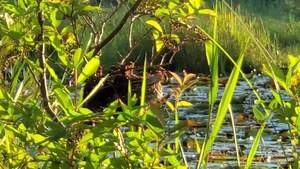 [Movie: Wasps in bush at pond (18M)]