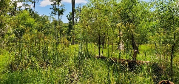 [Beaver pond]