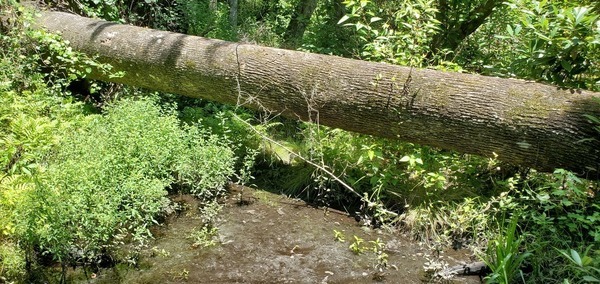 [Recent wind deadfall]