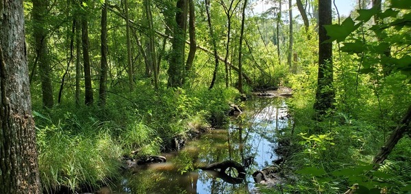 Creek or beaver channel?