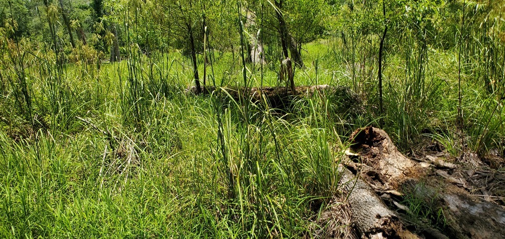 Beaver deadfall