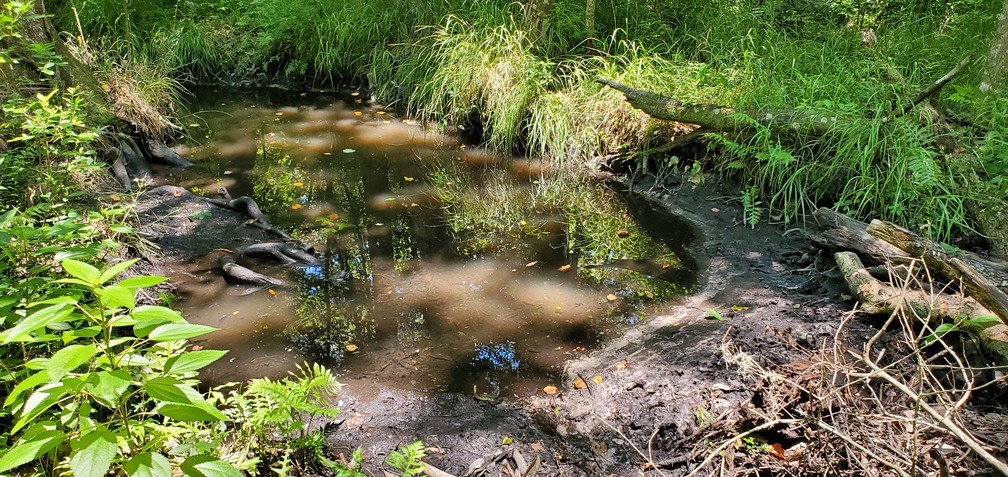 Yet another beaver dam