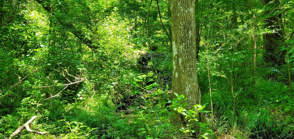 Log across creek up there