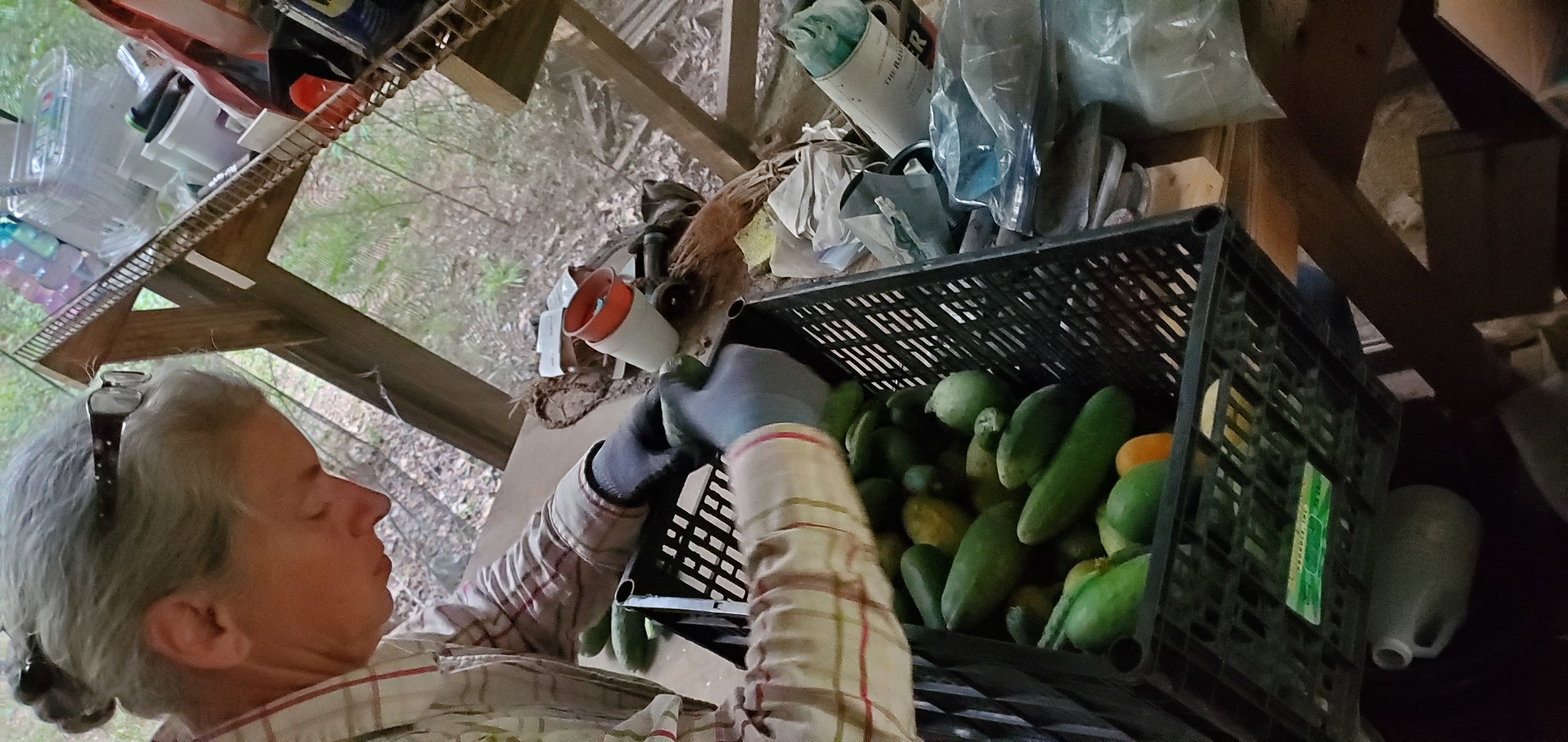 Gretchen sorting vegetables