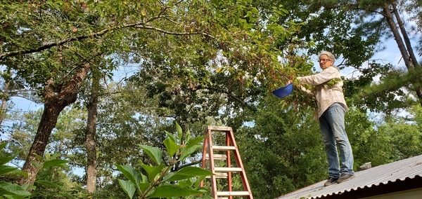 [Gretchen on the roof picking black cherries]