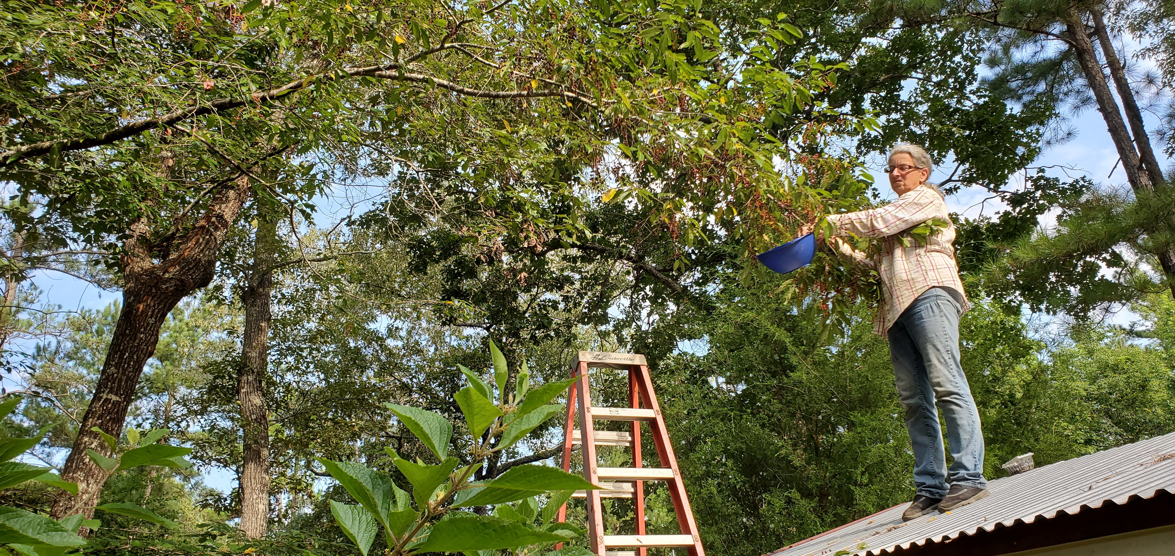 Gretchen on the roof picking black cherries