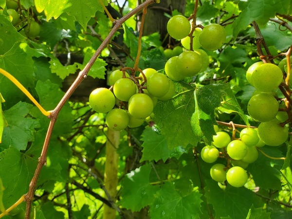 [Green Grapes]