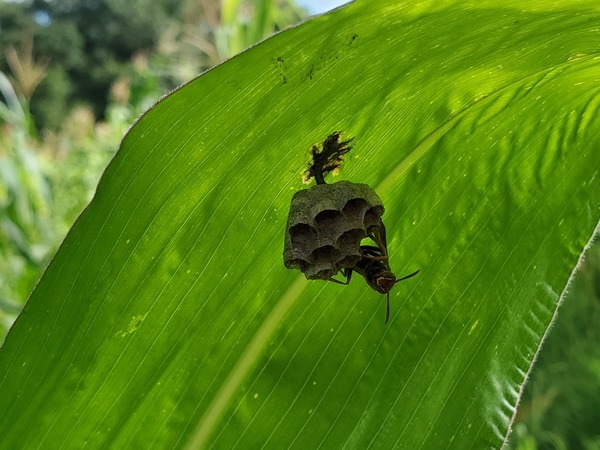 [Wasps on corn leaf]