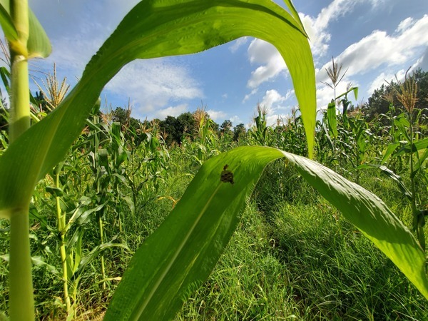 [Wasps in corn field]