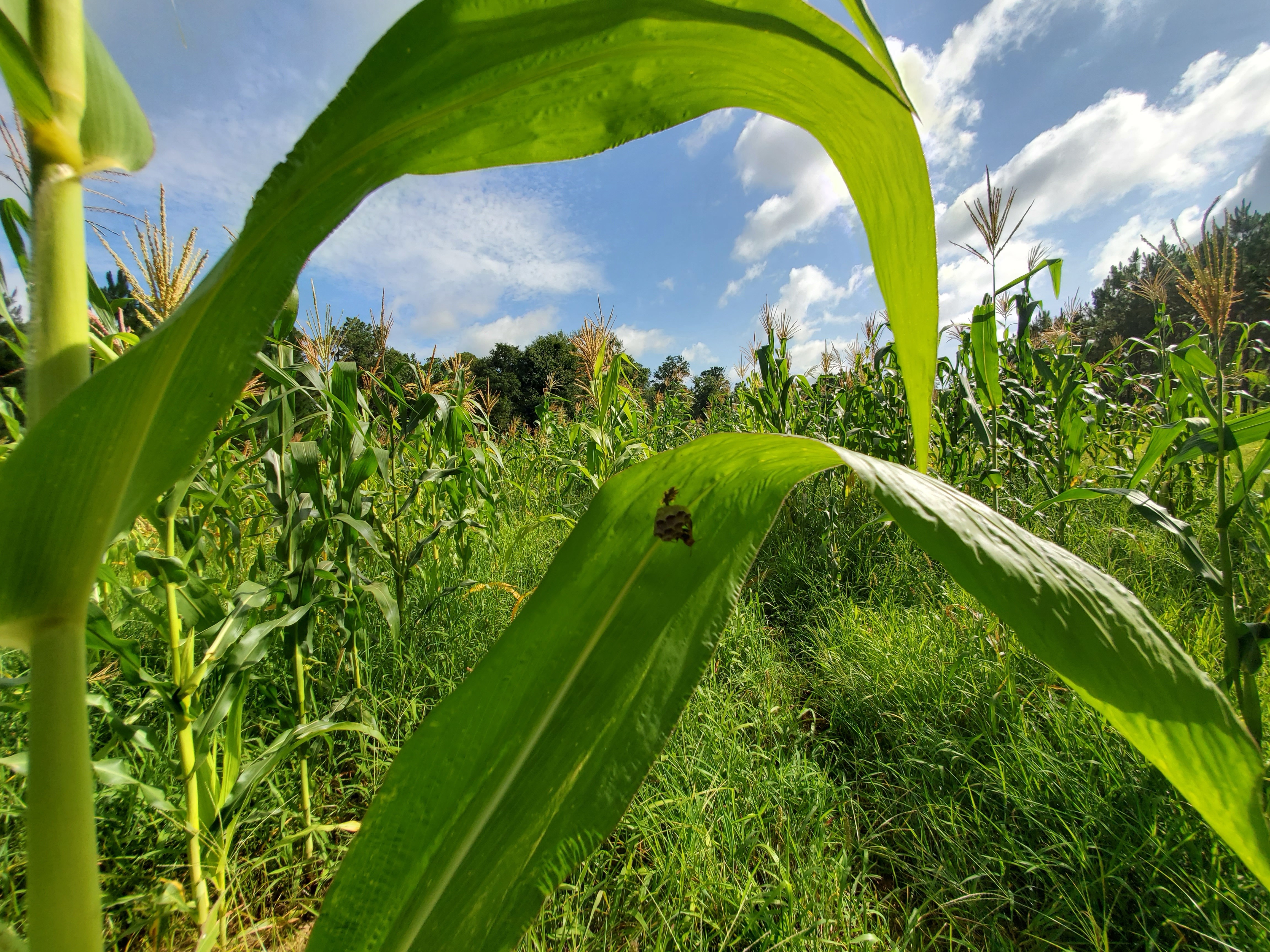 Wasps in corn field