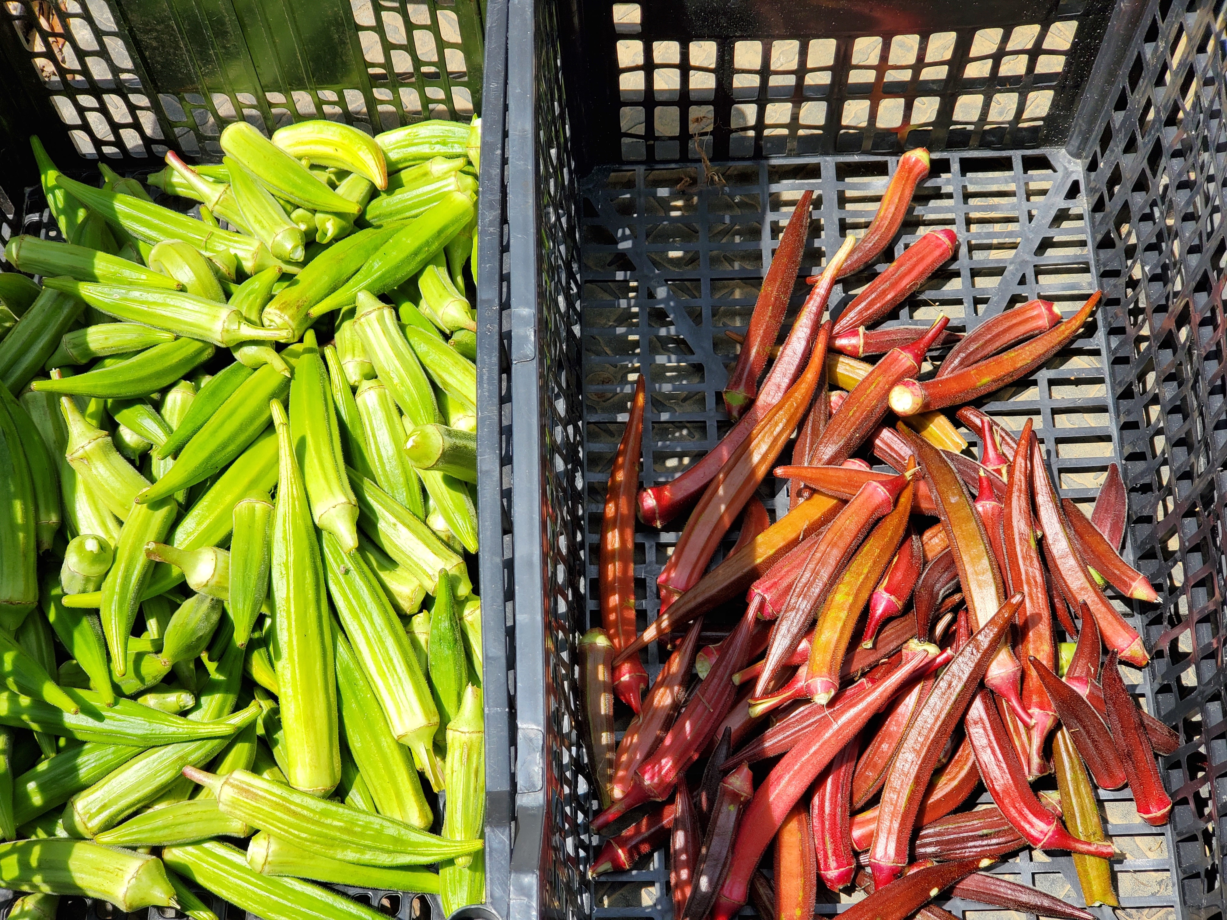 Okra, green and red