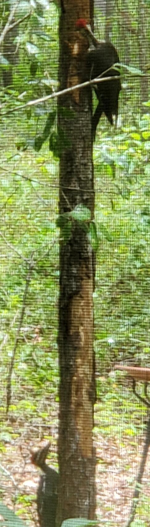 Two pileated woodpeckers on a pine tree