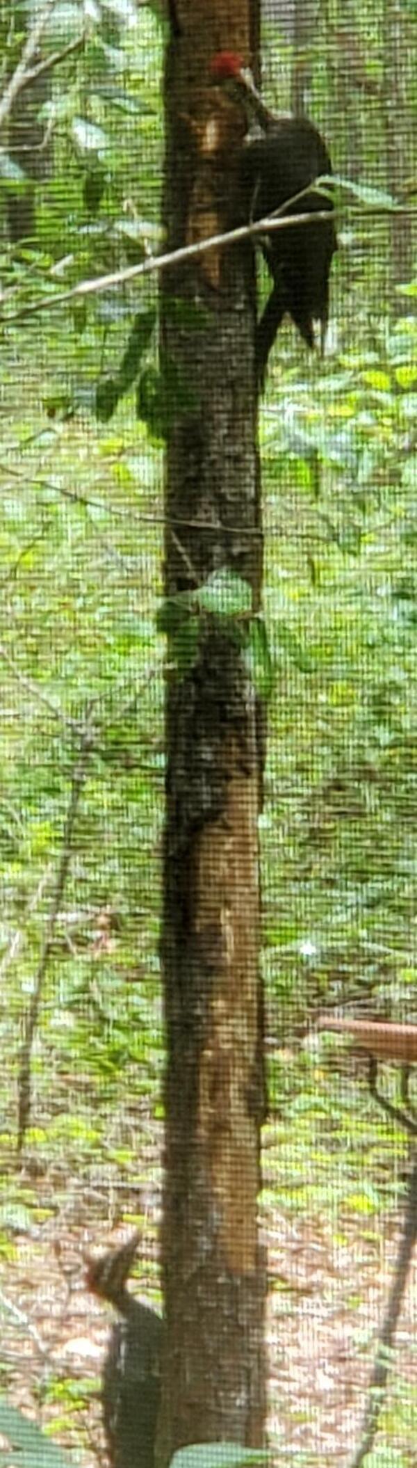 [Two pileated woodpeckers on a pine tree]