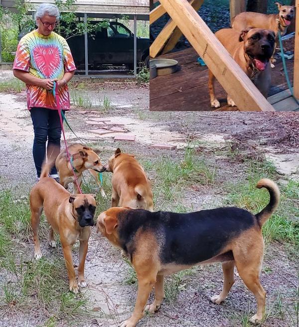 [Honeybun and Nervous Nellie on their food deck, Brown Dog and Yellow Dog]