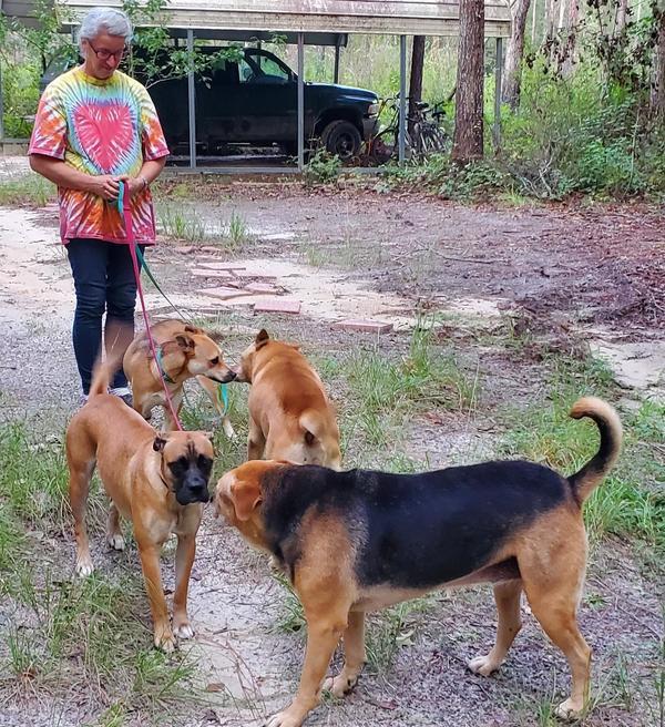 L-r, front to back: Honeybun, Nervous Nellie, Brown Dog, Yellow Dog