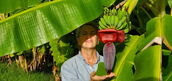 Gretchen and the banana bloom