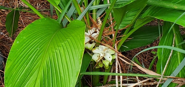 Ginger lilies