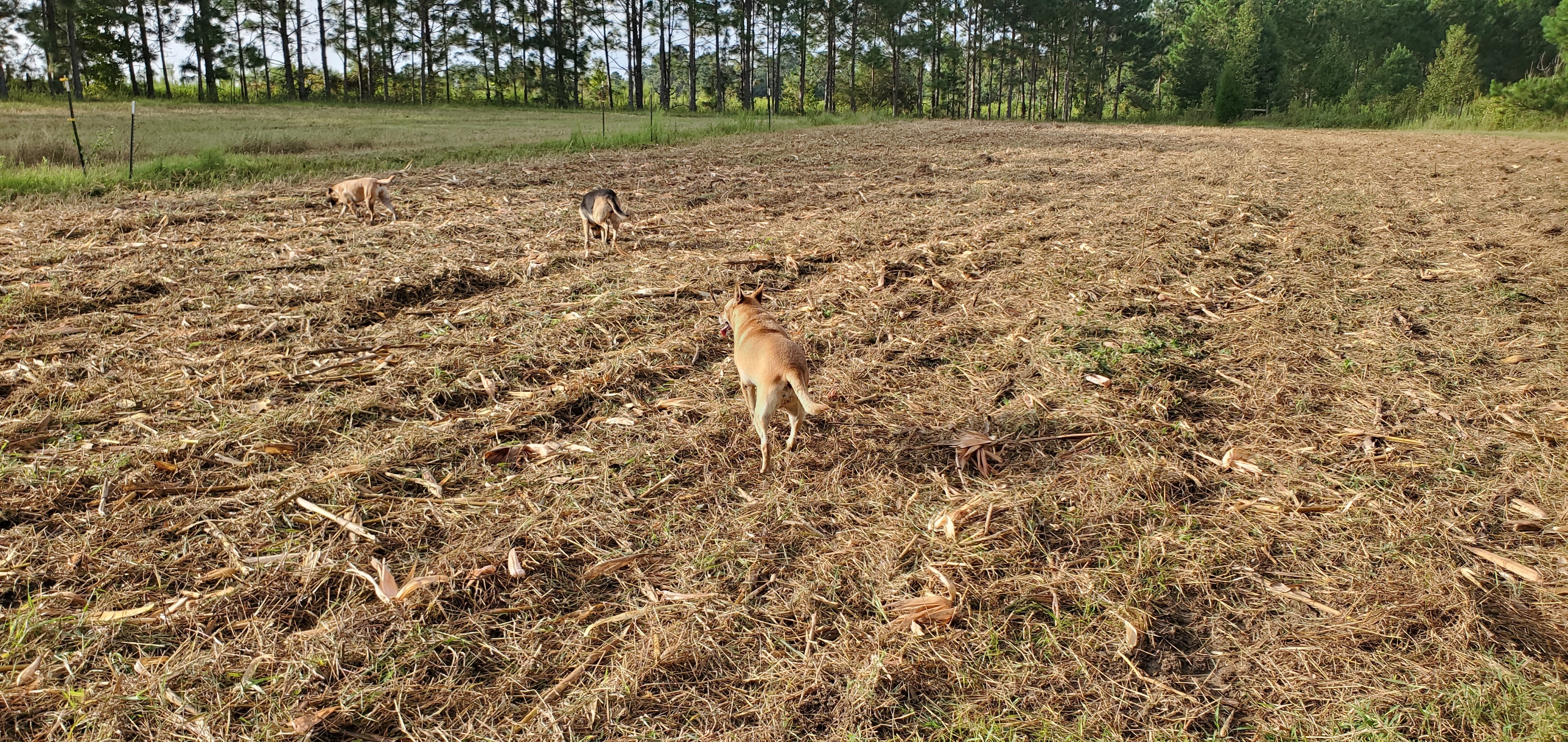 Romping dogs