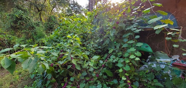 Callicarpa americana