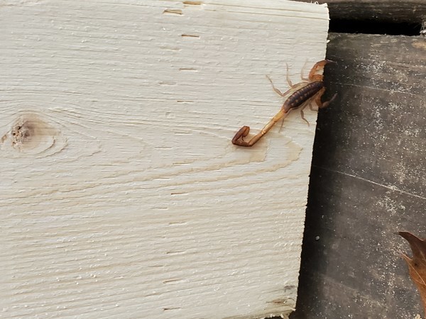 [Striped Bark Scorpion on a 2x4]