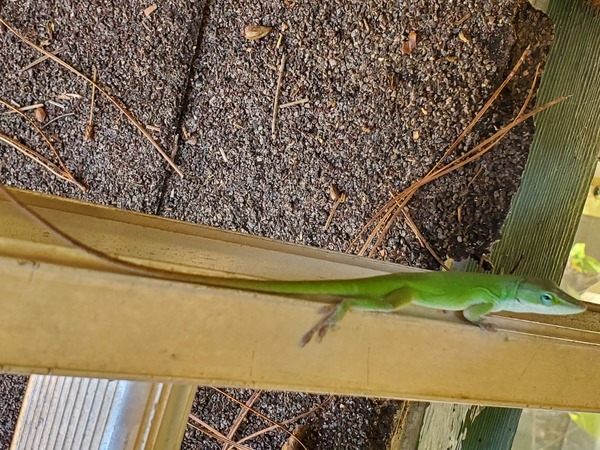 [Green Anole Chameleon on a ladder]