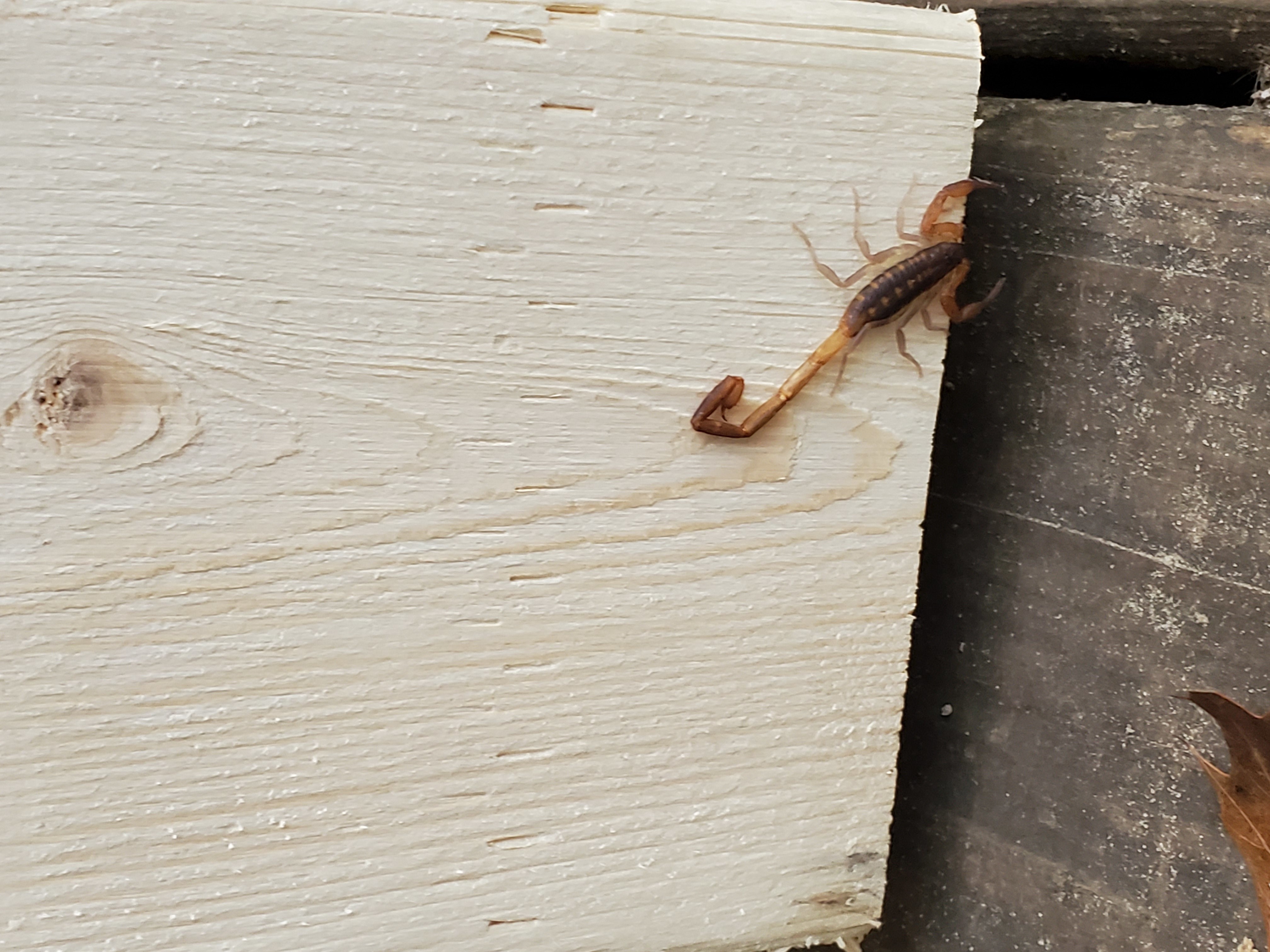 Striped Bark Scorpion on a 2x4