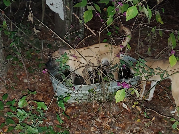 [Honeybun and Nervous Nellie in the beautyberry bathtub]