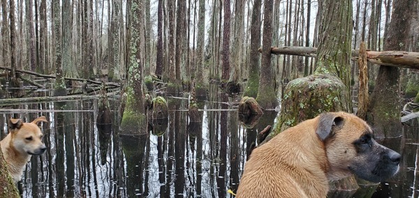 [Porch Dogs guarding the Swamp Throne]