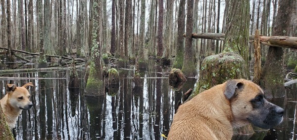 Porch Dogs guarding the Swamp Throne