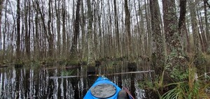 [Swamp]