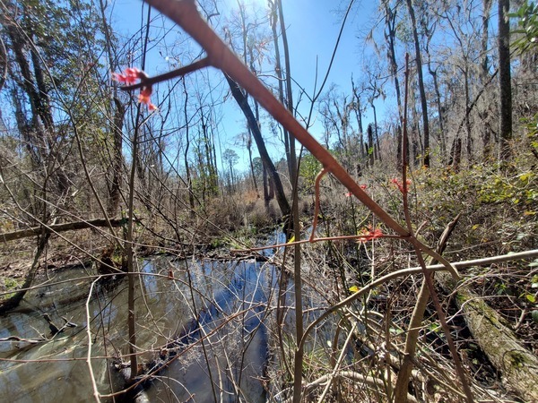 Red maple and beaver creek