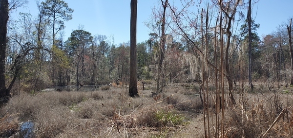 Wide beaver pond