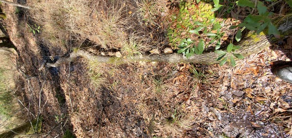 Mushroom log