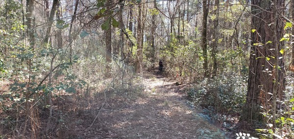 Gretchen in the woods with vines