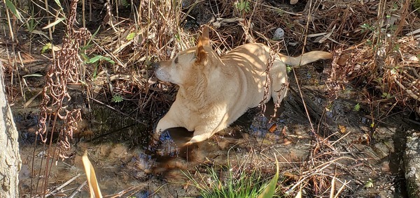 [Yellow Dog in the pond]